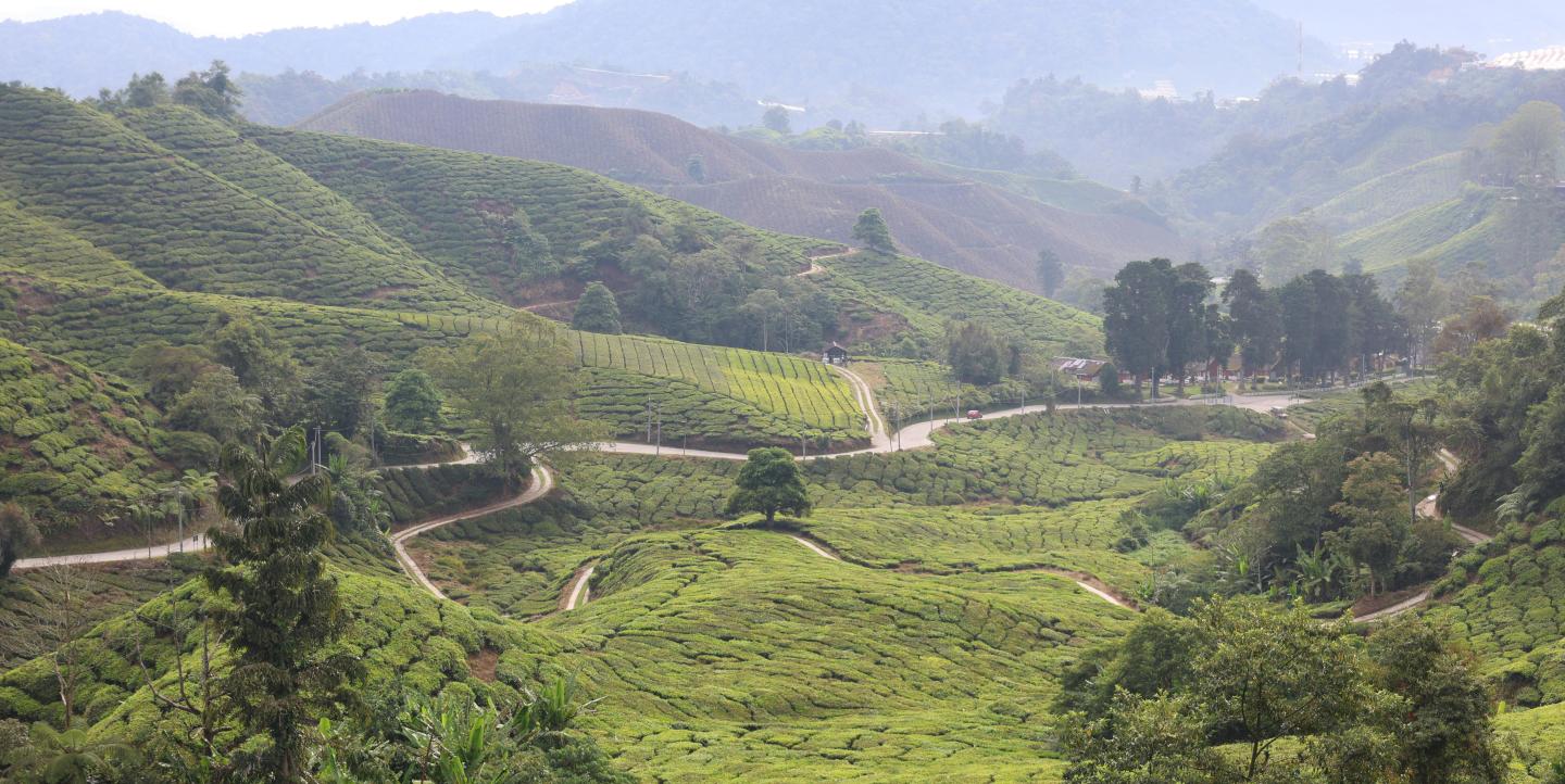 Cómo se investigó la deforestación y corrupción en una plantación de palma de aceite en Malasia
