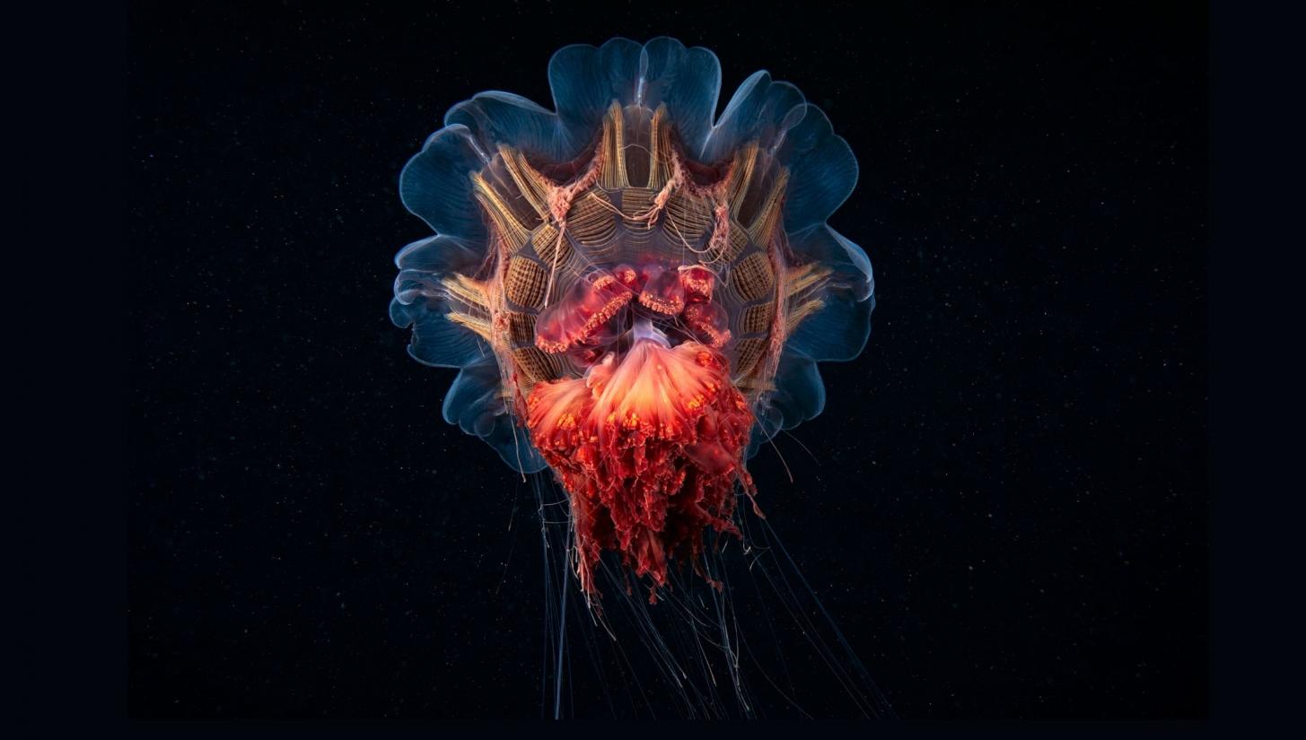 Image (jellyfish): Wayne McGregor's Deepstaria.