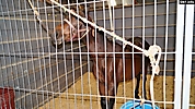 Expo Ganadera (62)