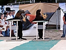feria metepec 05 (187)