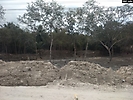 Chetumal  quintana roo (117)