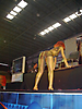 Festival Erotico (141)